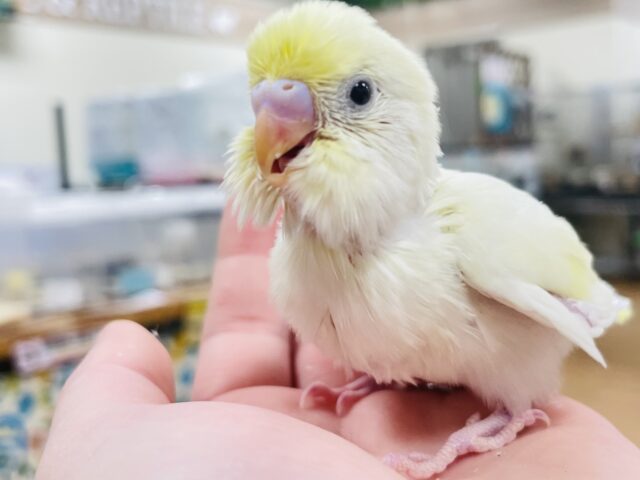 セキセイインコ