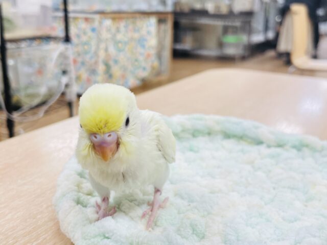 セキセイインコ