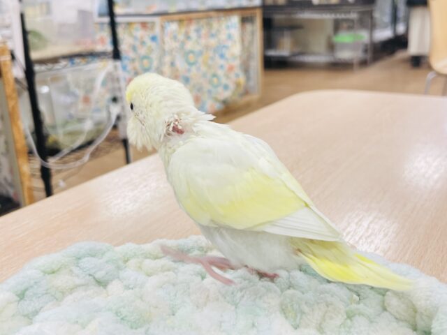 セキセイインコ