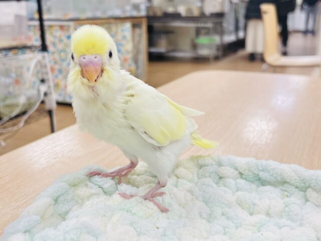 セキセイインコ