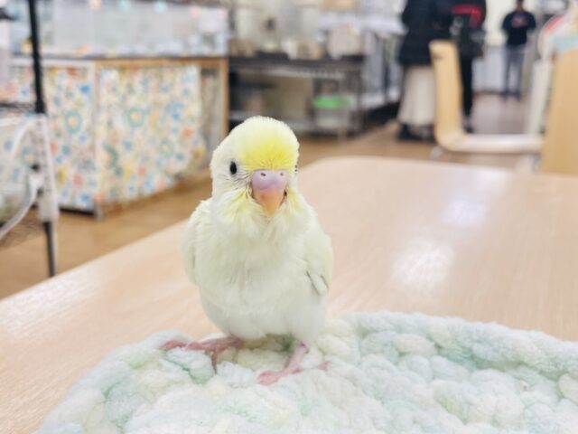 セキセイインコ