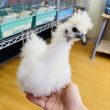 あと1羽‼️最新画像有ります❗️ピヨピヨ〜🐣頭のもさっと特徴的なウコッケイのヒヨコちゃん💛