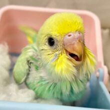ミントドレス綺麗〜？🌱⋆｡セキセイインコ(パステルレインボースパングル2024年11月生まれ)