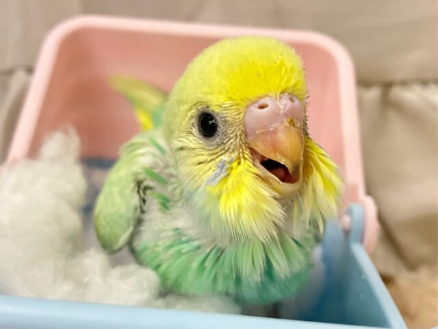 ミントドレス綺麗〜？🌱⋆｡セキセイインコ(パステルレインボースパングル2024年11月