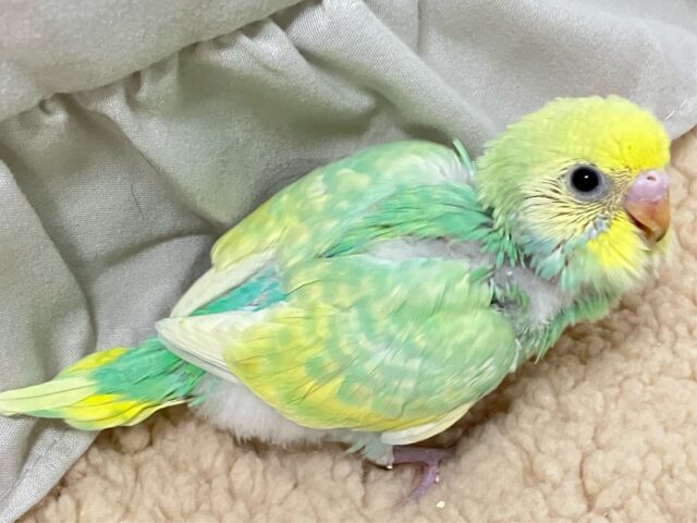 ミントドレス綺麗〜？🌱⋆｡セキセイインコ(パステルレインボースパングル2024年11月生まれ)