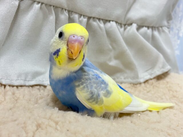 セキセイインコ