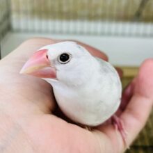 べたなれウィンクちゃん♡愛らしさ抜群♡白文鳥〜