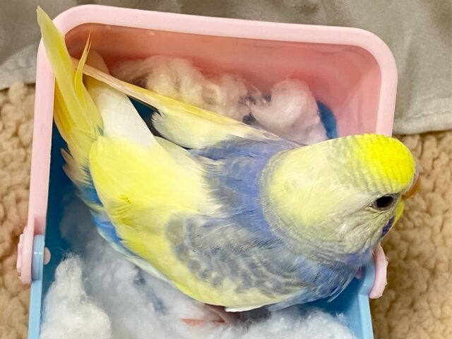 セキセイインコ