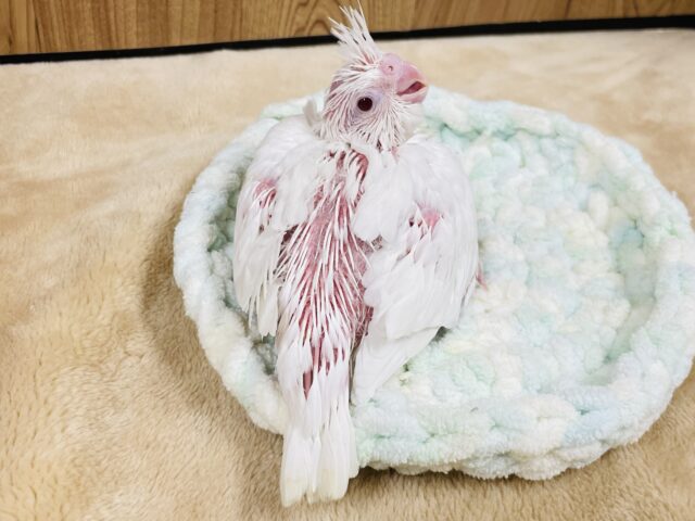 オカメインコ