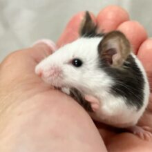 しゅたっと冒険パンダ🐼┌| ∵|┘パンダマウス(2024年9月生まれ)