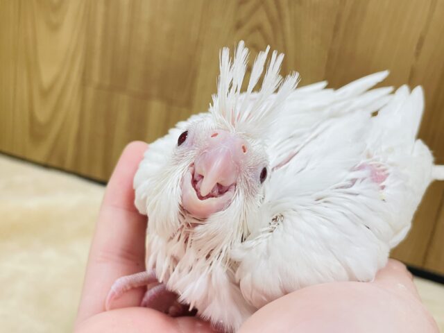 オカメインコ