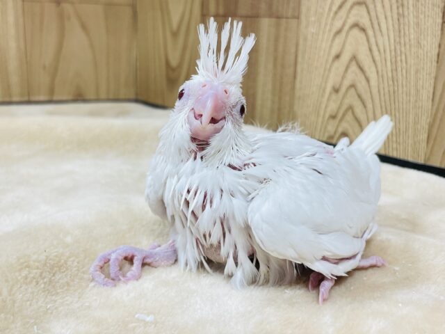 オカメインコ