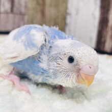 青空のようです❤︎セキセイインコ（パイド）ヒナ