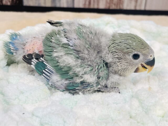 コザクラインコ（小桜インコ）