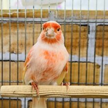 漬かり具合はいかが？デモフィックカナリア‼︎