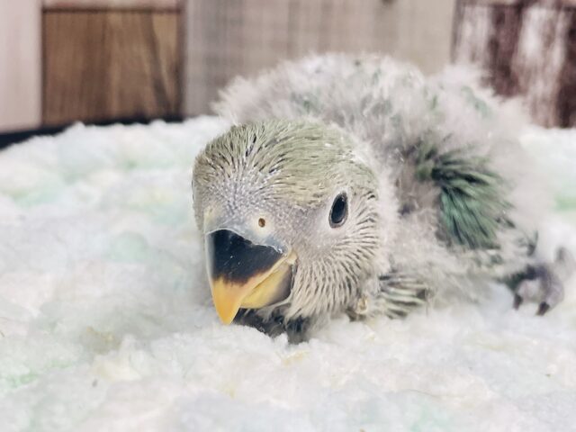 コザクラインコ（小桜インコ）