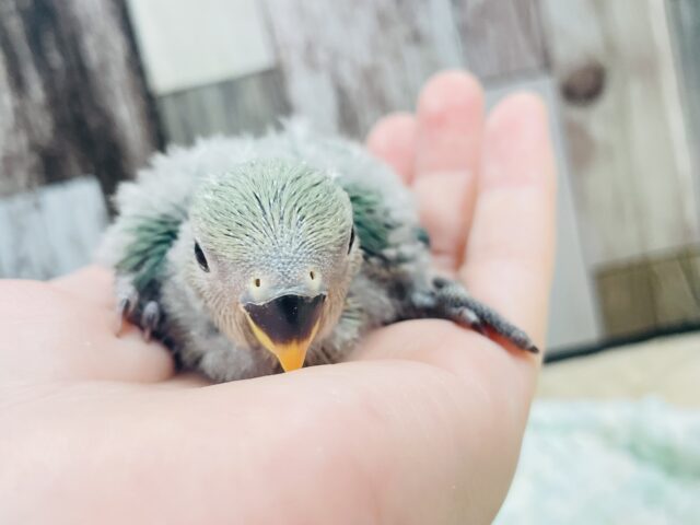 コザクラインコ（小桜インコ）