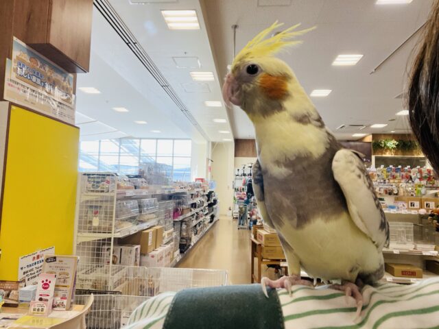 オカメインコ