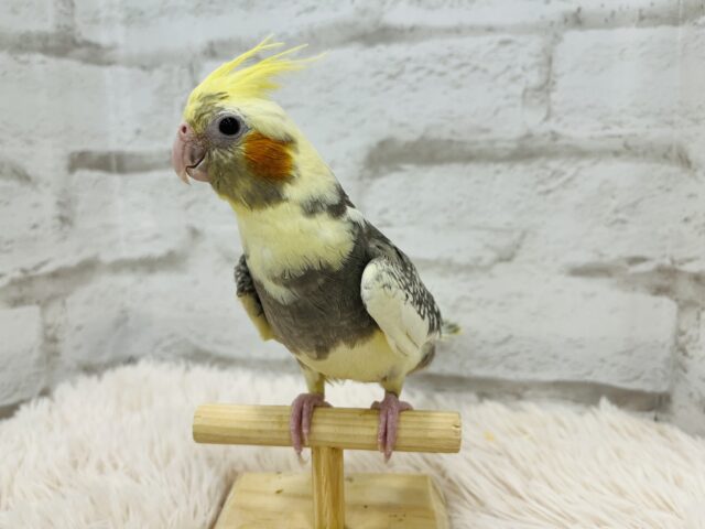 オカメインコ