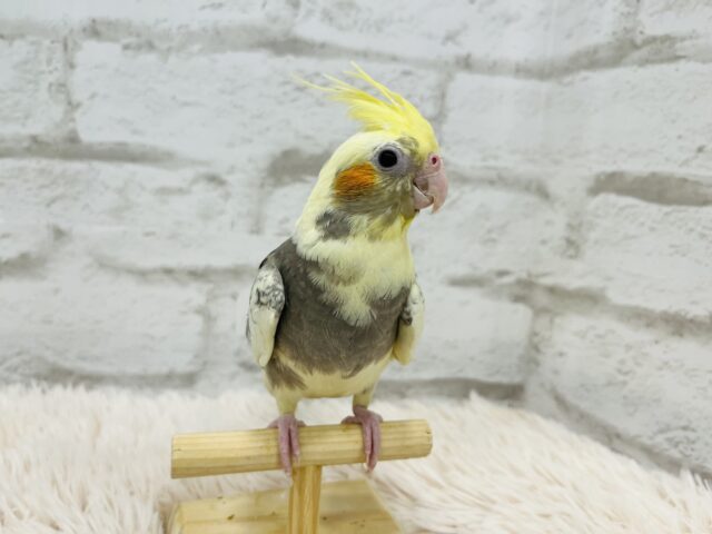 オカメインコ