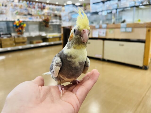 オカメインコ