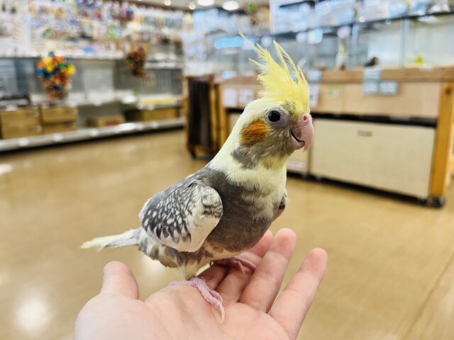 オカメインコ