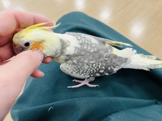 オカメインコ