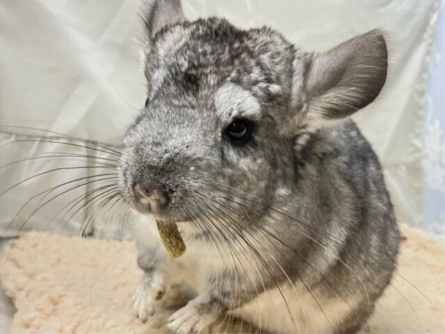 もちモフ💕おねだり𝑮𝑰𝑹𝑳🥴チンチラ(グレー2024年7月生まれ) チンチラ