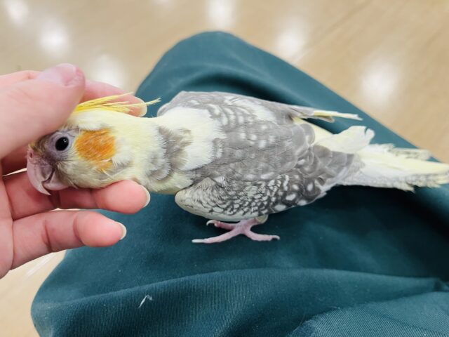 オカメインコ