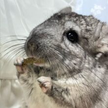 もちモフ💕おねだり𝑮𝑰𝑹𝑳🥴チンチラ(グレー2024年7月生まれ)