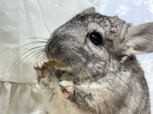 もちモフ💕おねだり𝑮𝑰𝑹𝑳🥴チンチラ(グレー2024年7月生まれ)