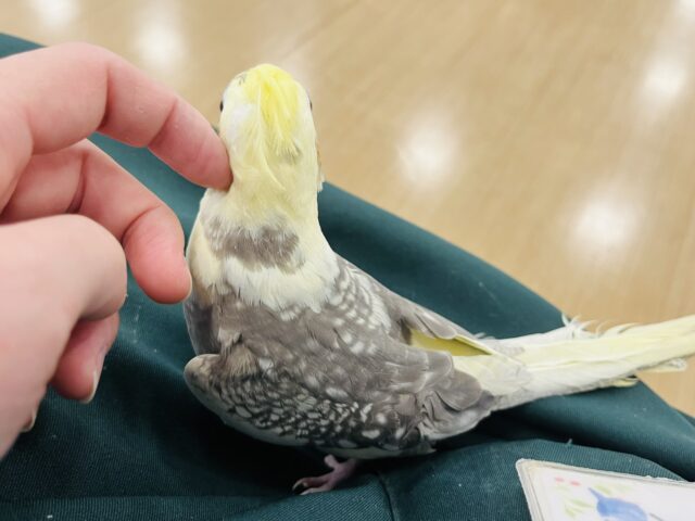 オカメインコ