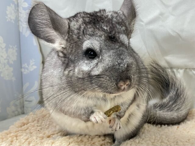 もちモフ💕おねだり𝑮𝑰𝑹𝑳🥴チンチラ(グレー2024年7月生まれ) チンチラ