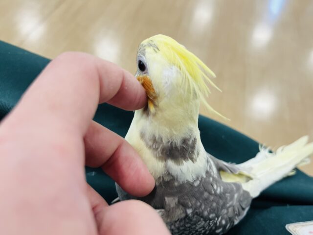 オカメインコ