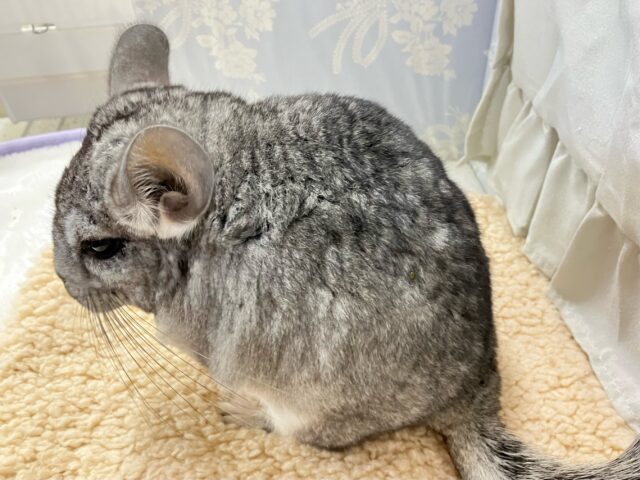 もちモフ💕おねだり𝑮𝑰𝑹𝑳🥴チンチラ(グレー2024年7月生まれ) チンチラ