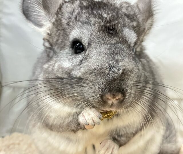 もちモフ💕おねだり𝑮𝑰𝑹𝑳🥴チンチラ(グレー2024年7月生まれ) チンチラ