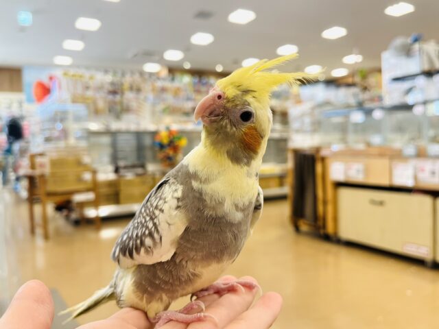 オカメインコ