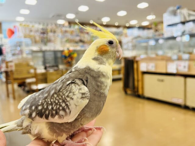 オカメインコ