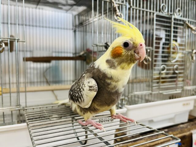 オカメインコ