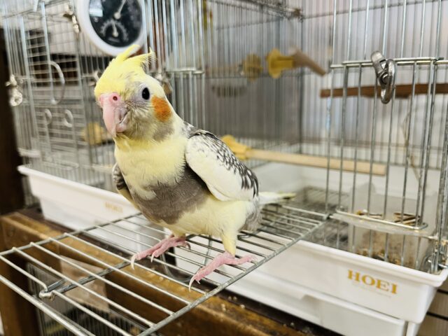 オカメインコ