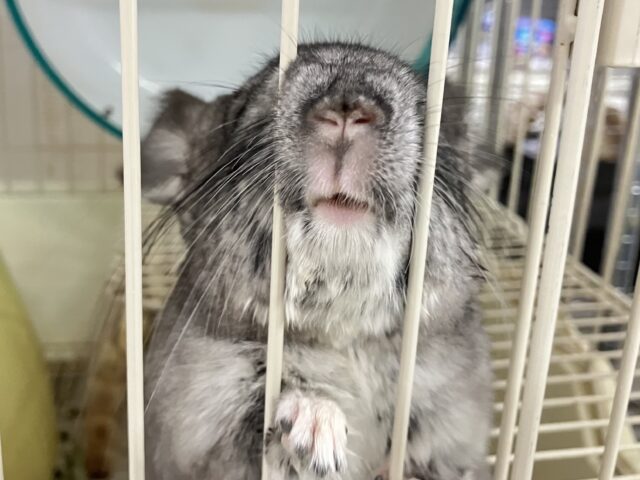 もちモフ💕おねだり𝑮𝑰𝑹𝑳🥴チンチラ(グレー2024年7月生まれ) チンチラ