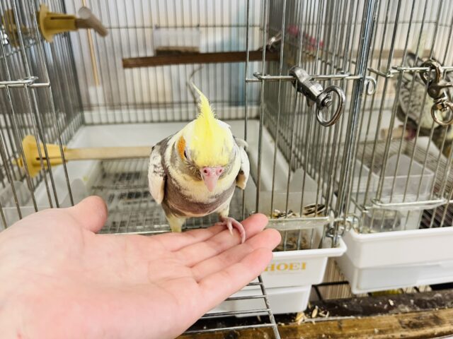 オカメインコ