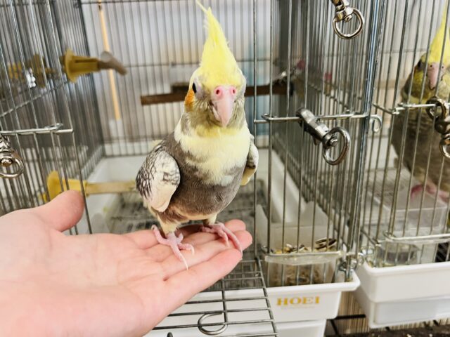 オカメインコ