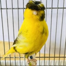 黄色が濃い〜の！グロスターカナリア！
