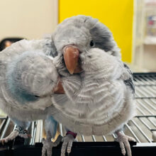 【最新画像更新🪄】珍しカラー‪☆シックな雰囲気に甘〜いお顔♡♡オキナインコ(コバルトオパーリン) ヒナ