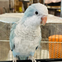 【最新画像更新🪄】イチオシカラー♡ブルー界の天使です🧚‍♂️オキナインコ(ブルーオパーリン) ヒナ