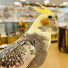 肩の上って居心地良いね♬*°オカメインコ(パールパイド)