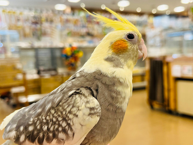 肩の上って居心地良いね♬*°オカメインコ(パールパイド)