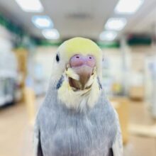 【最新動画更新🪄カゴデビューしました☆】シックなカラーに見惚れちゃう💞セキセイインコ（パステルレインボースパングル）ヒナ