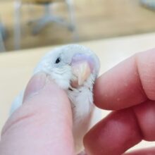 【最新動画更新🪄】白多めのごま塩ちゃん♡セキセイインコ（ハルクイン）ヒナ